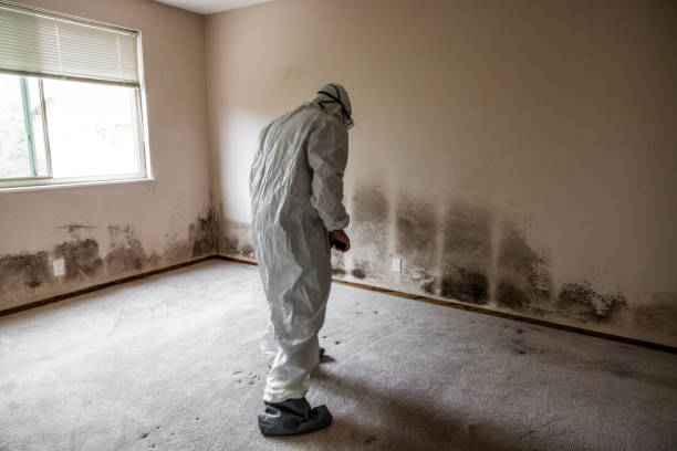 Best HVAC Mold Remediation in Oneonta, AL