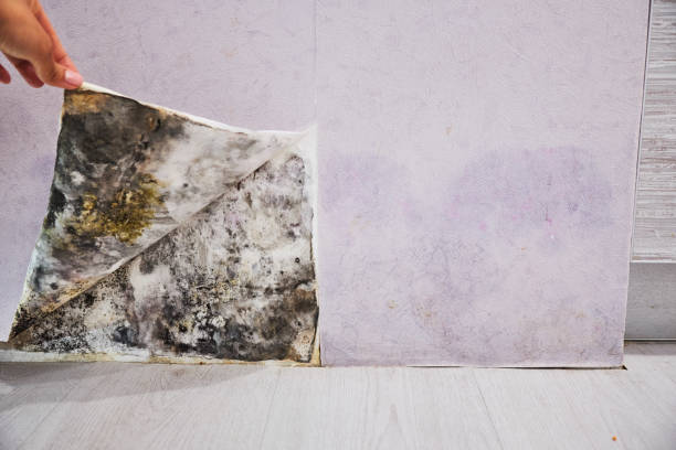 Best Mold Remediation for Specific Building Types in Oneonta, AL